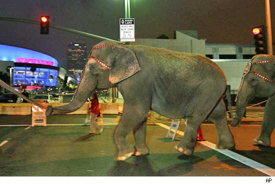 The Circus Is in Town for MJ's Memorial