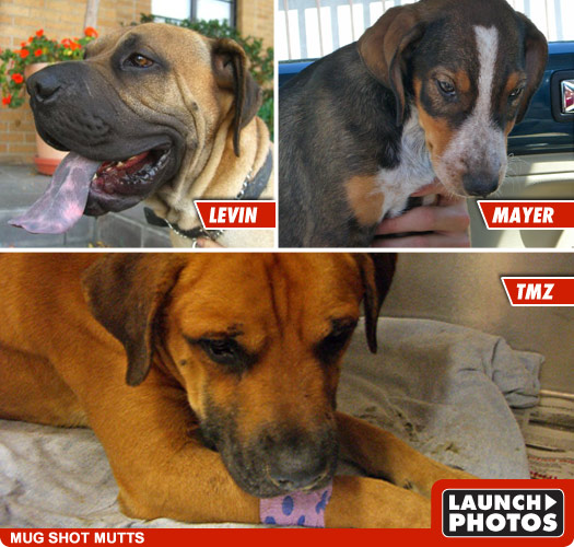 Levin, Mayer and TMZ -- 3 Lucky Dogs