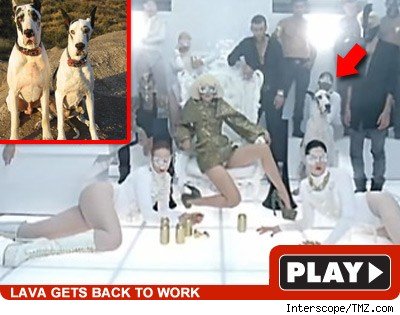 Despite Son's Death, Pooch Still Goes Gaga