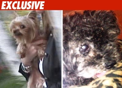 Casey Johnson's Dogs Pass Poochie Physical