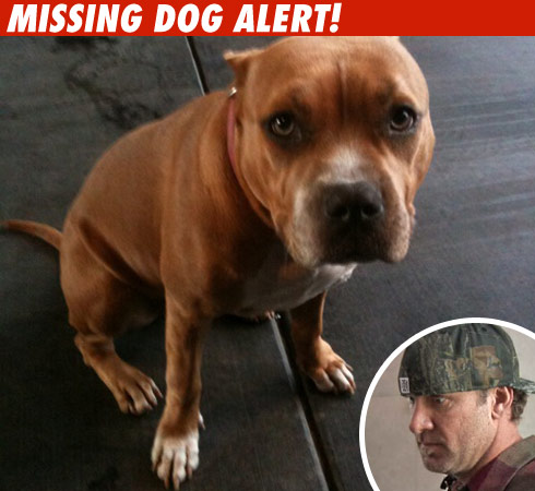 Jesse James Begs for Help over Missing Dog