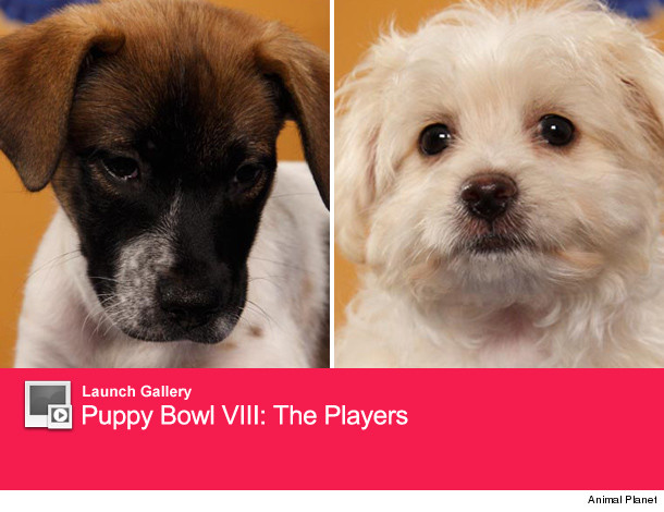 0123_puppy_launch