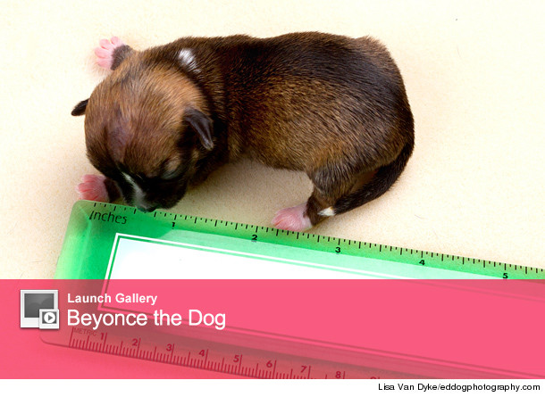 0326_beyoncedog_launch