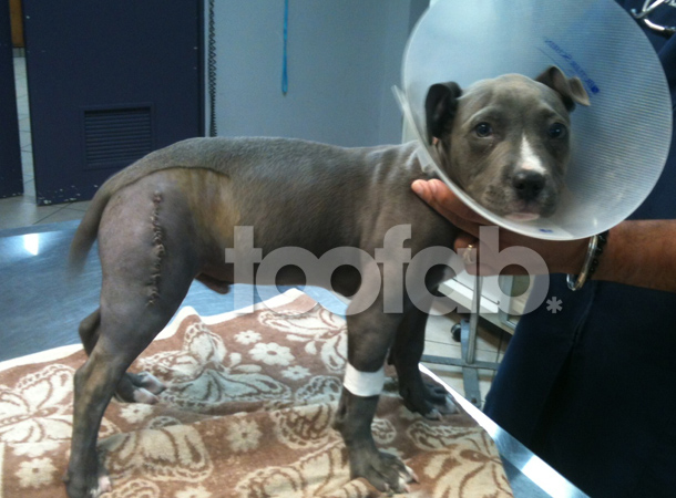 Josh Hutcherson dog