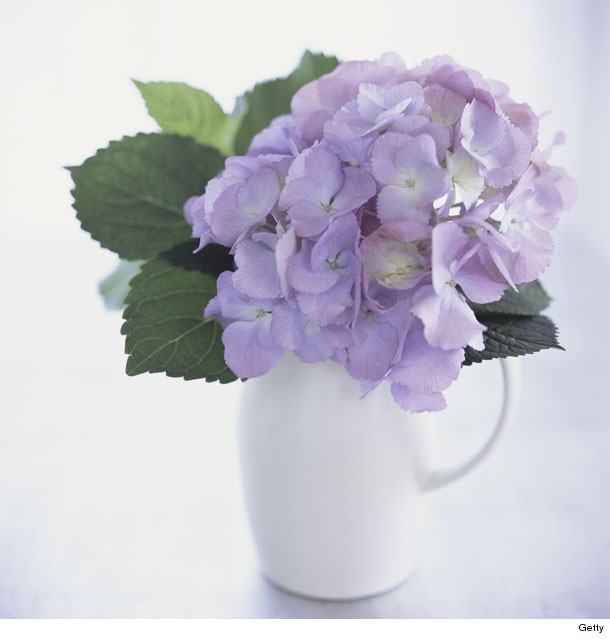 hydrangeas