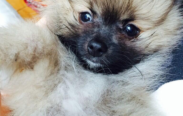 Miley Cyrus Mends Broken Heart with New Furry Friend Moonie