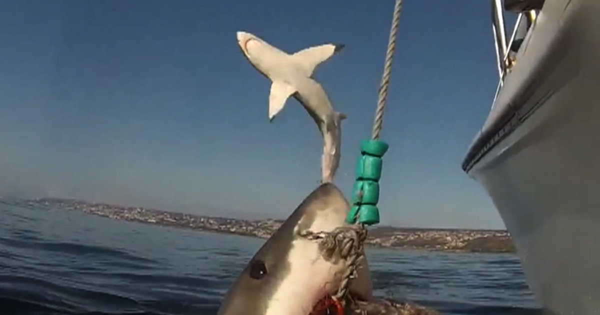 Frightening Video Great White Shark Tries To Jump On Boat