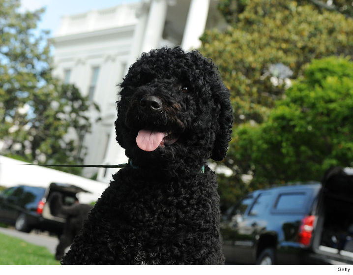 obama bite obama has bite but no history of aggression tmz obama bite obama has bite but no history of aggression tmz