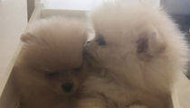 Kim Kardashian's New Puppies for North and Penelope Look Like Micro Pomeranians, BUT ...