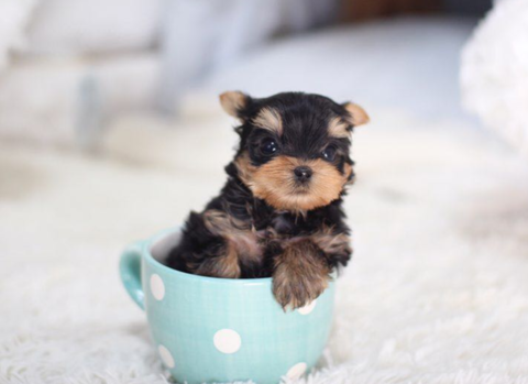 betty s teacup puppies betty s teacup puppies photo 2 tmz betty s teacup puppies betty s teacup puppies photo 2 tmz